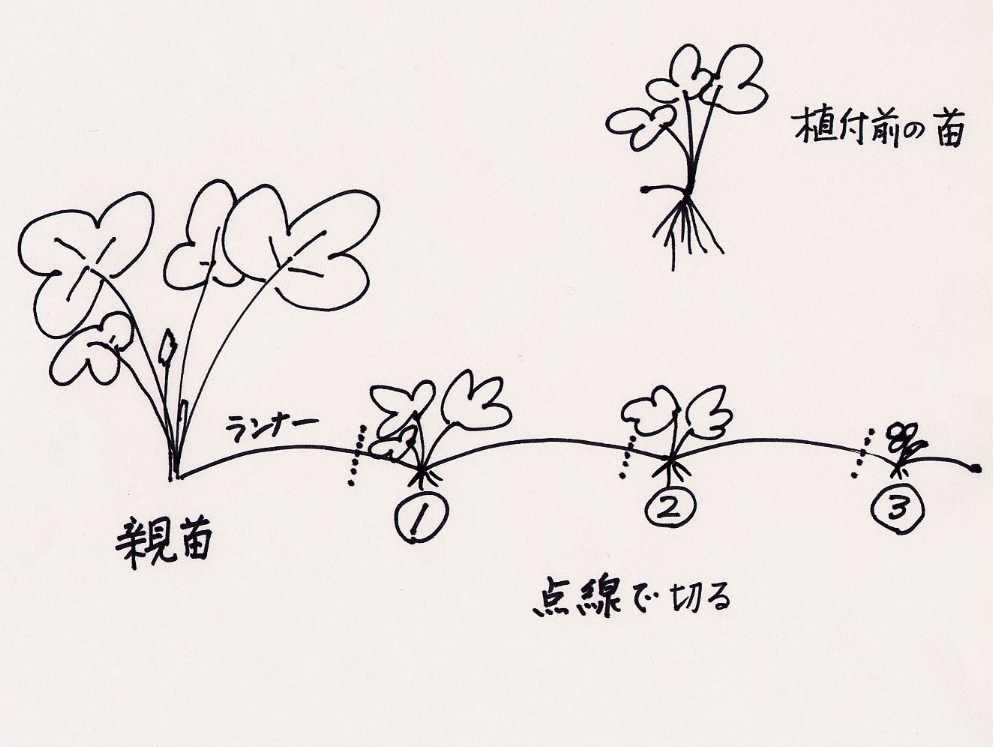 いちごの育て方 イチゴスクール わたなべいちご園