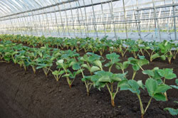 １４日定植の「とちひめ」