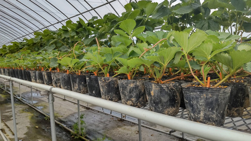 栃木県産 いちごの農家のいちご苗 とちおとめ100株